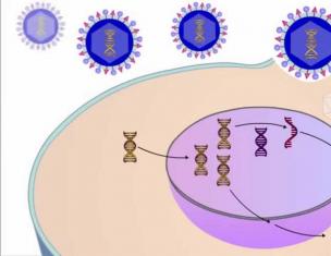 Цикъл на възпроизвеждане на вируса